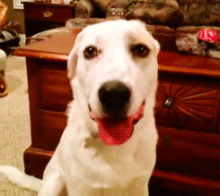 tumblr_n4ar9t2eWa1qhccx4o4_250.gif