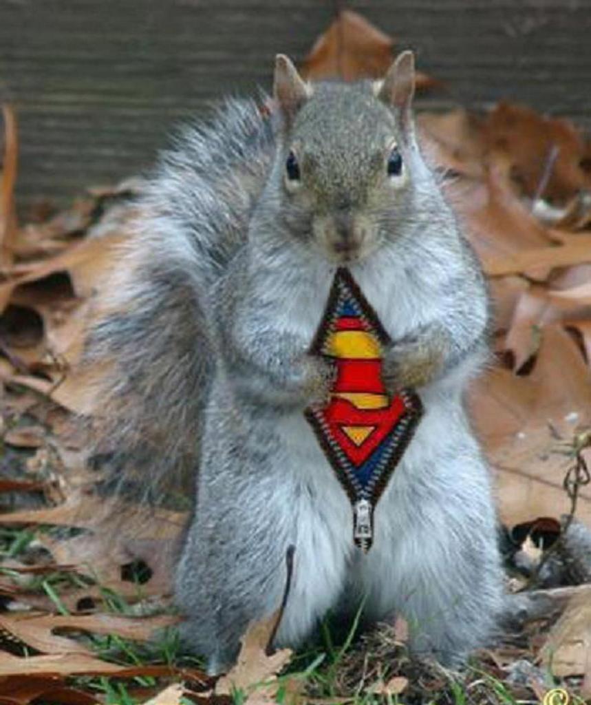 SquirrelSuperman.jpg