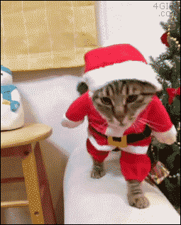 Santa-cat-costume.gif