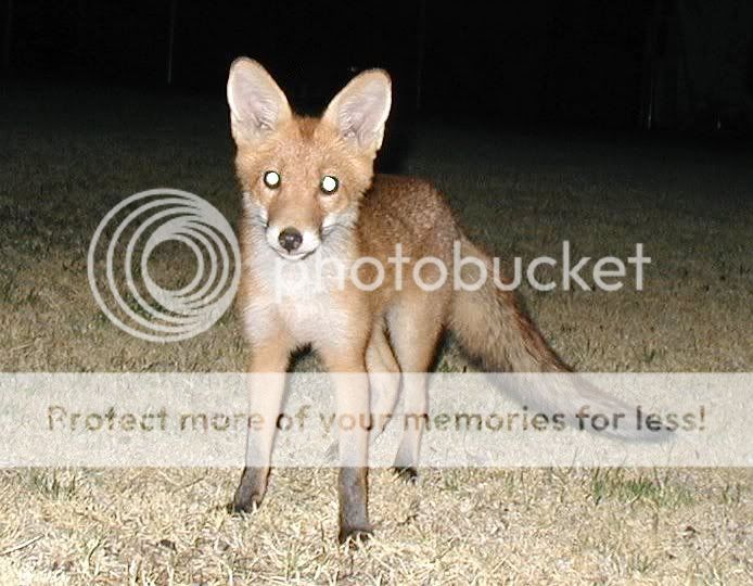 fox_kit.jpg