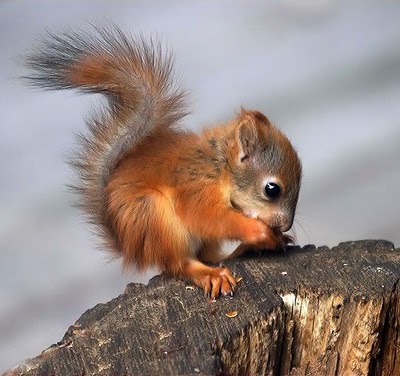 baby-squirrel.jpg