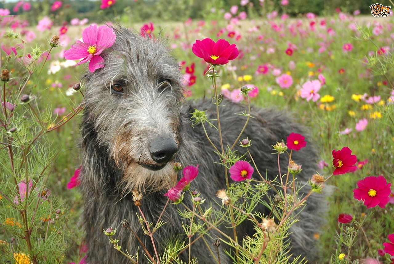more_information_on_the_scottish_deerhound_dog_breed_54a684714650a.jpg