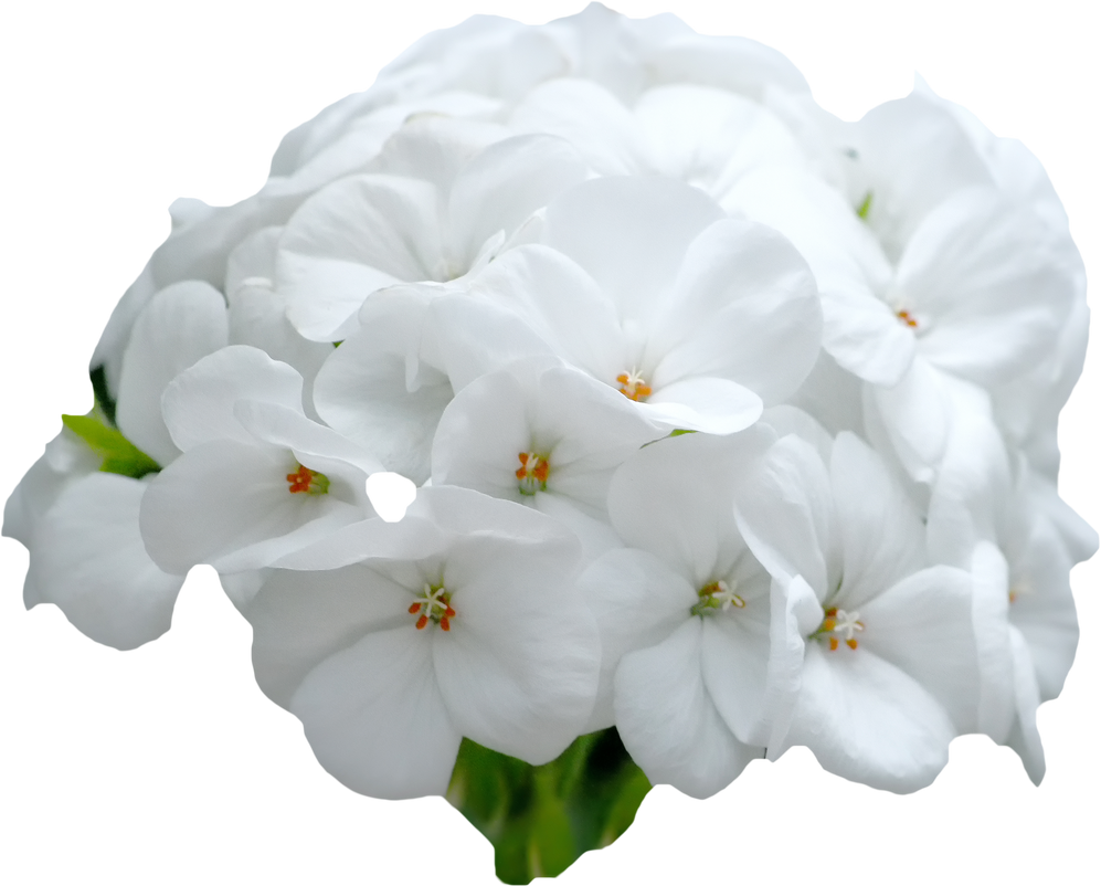white_flowers_by_pandymonium62-db6yemh.png