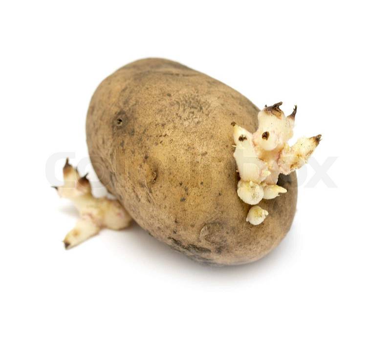3992426-old-potatoes-with-sprouted-shoots-on-a-white-background.jpg