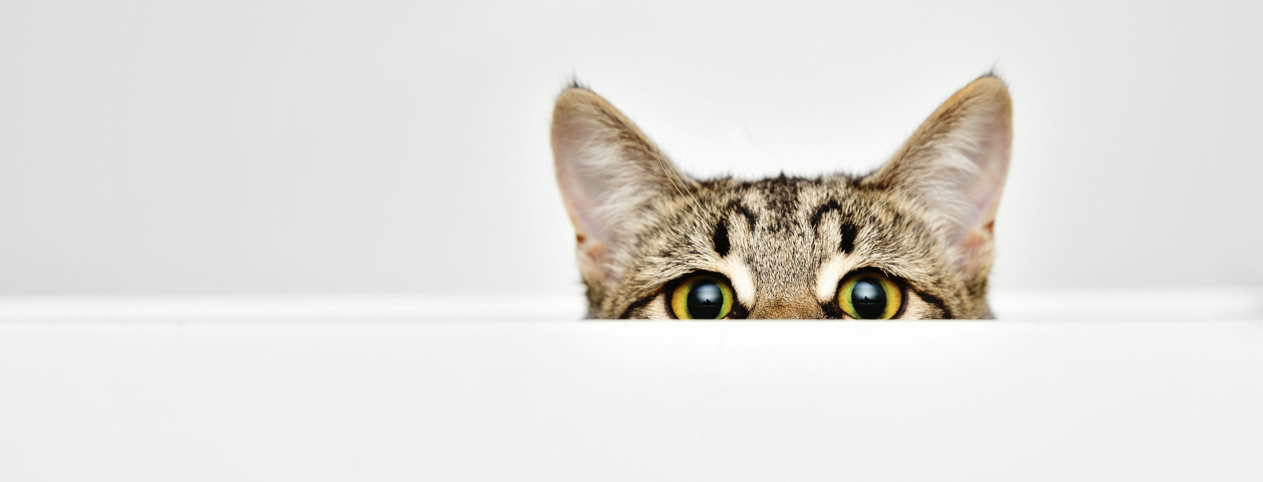 cat-peeking-over-white-wall-with-only-eyes-and-ears-visible-3.jpg